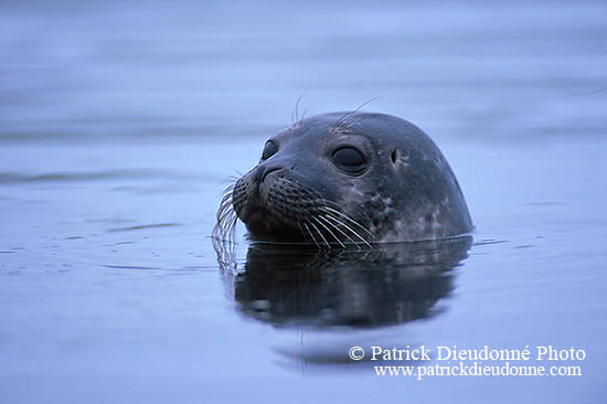 Phoque veau-marin - Harbour Seal  - 16858