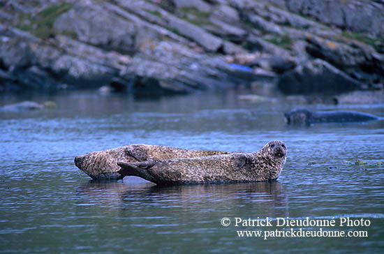 Phoque veau-marin - Harbour Seal  - 16859