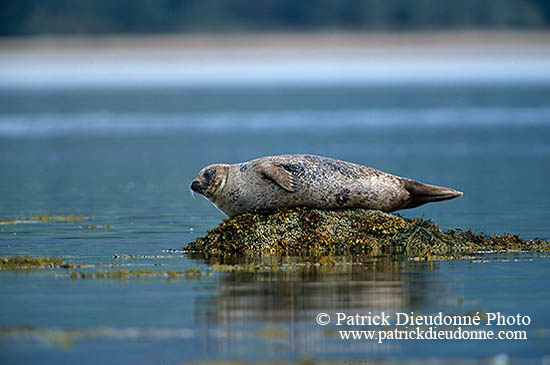 Phoque veau-marin - Harbour Seal  - 16864