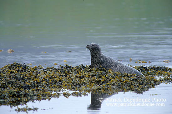 Phoque veau-marin - Harbour Seal  - 16865