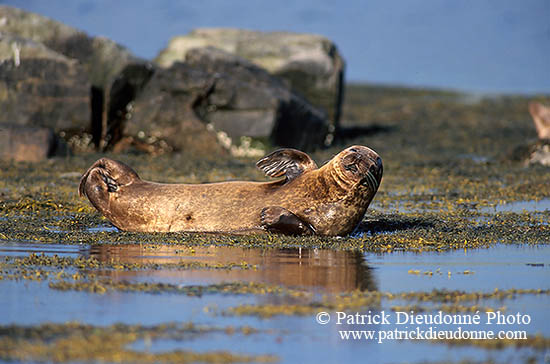 Phoque veau-marin - Harbour Seal  - 16866