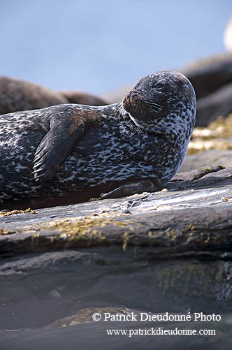 Phoque veau-marin - Harbour Seal  - 16870