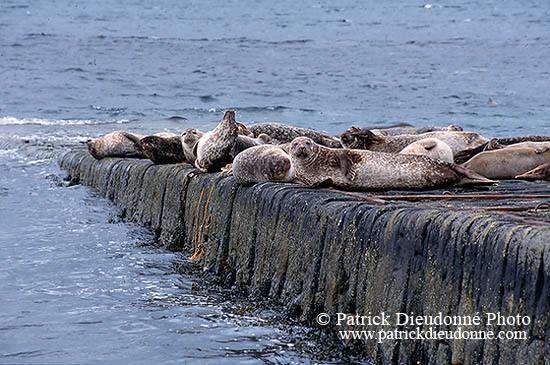 Phoque veau-marin - Harbour Seal  - 16871