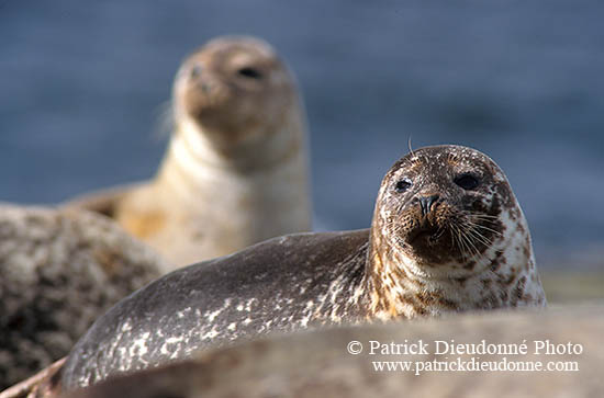 Phoque veau-marin - Harbour Seal  - 16873