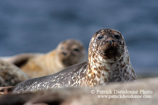 Phoque veau-marin - Harbour Seal  - 16874