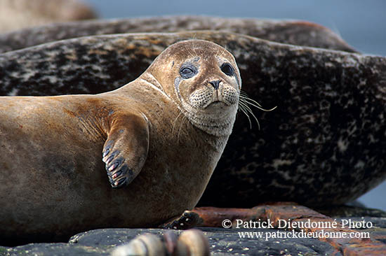 Phoque veau-marin - Harbour Seal  - 16877