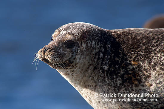 Phoque veau-marin - Harbour Seal  - 16879