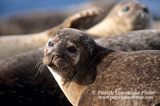 Phoque veau-marin - Harbour Seal  - 16881