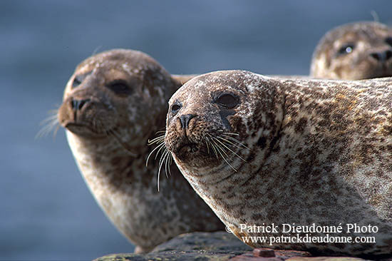 Phoque veau-marin - Harbour Seal  - 16883