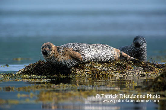 Phoque veau-marin - Harbour Seal  - 16886