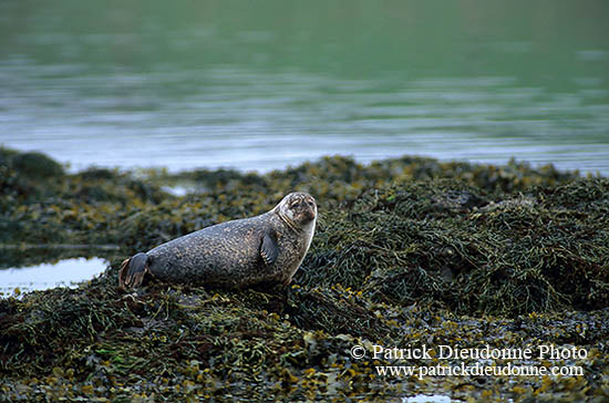Phoque veau-marin - Harbour Seal  - 16889