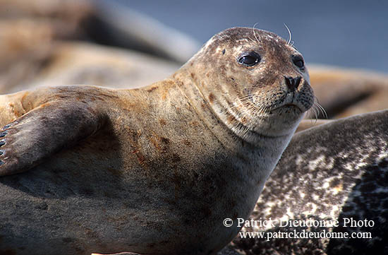Phoque veau-marin - Harbour Seal  - 16890
