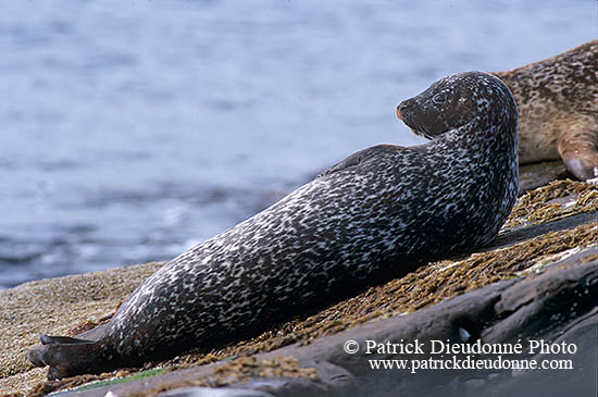 Phoque veau-marin - Harbour Seal  - 16892