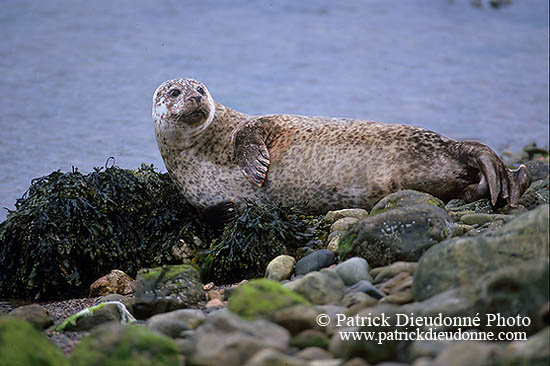 Phoque veau-marin - Harbour Seal  - 16893