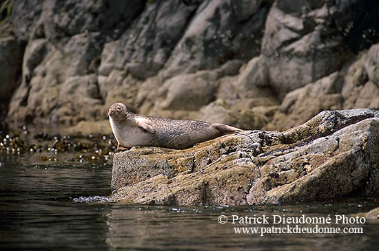 Phoque veau-marin - Harbour Seal  - 16894