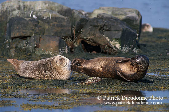 Phoque veau-marin - Harbour Seal  - 16897