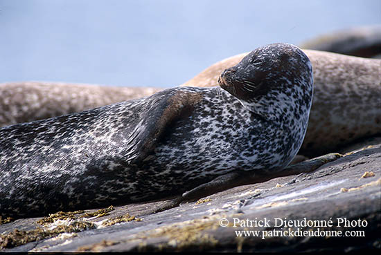 Phoque veau-marin - Harbour Seal  - 16899