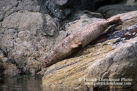 Phoque veau-marin - Harbour Seal  - 16900