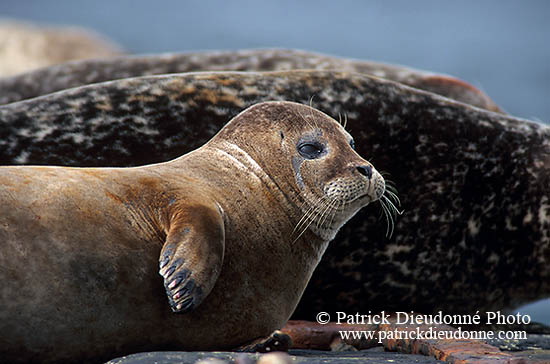 Phoque veau-marin - Harbour Seal  - 16901