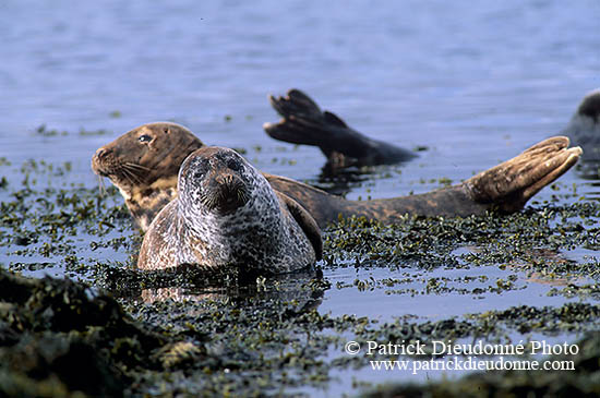 Phoque veau-marin - Harbour Seal  - 16903