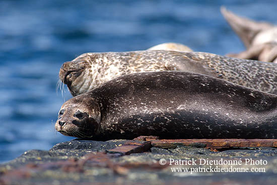 Phoque veau-marin - Harbour Seal  - 16904