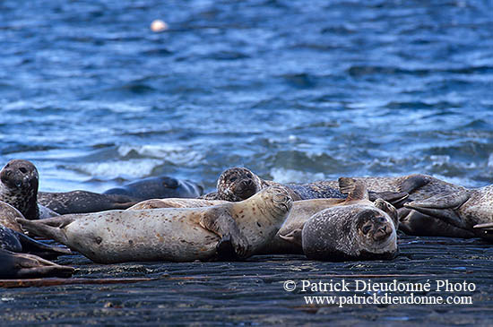 Phoque veau-marin - Harbour Seal  - 16908