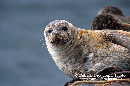Phoque veau-marin - Harbour Seal  - 16909