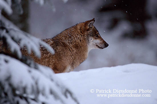 Loup d'Europe - European Wolf - 16641