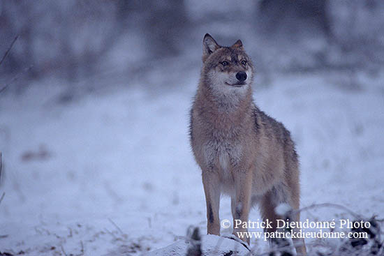 Loup d'Europe - European Wolf - 16642