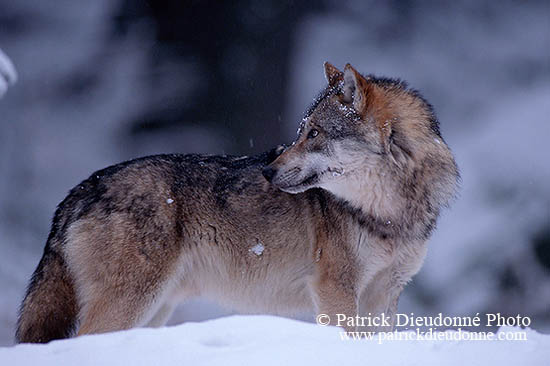 Loup d'Europe - European Wolf - 16645