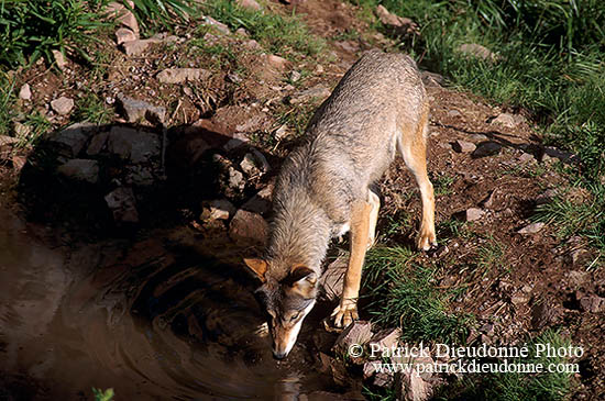 Loup d'Europe - European Wolf - 16647