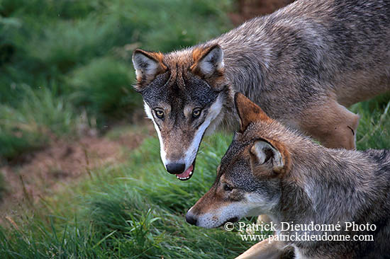 Loup d'Europe - European Wolf - 16648