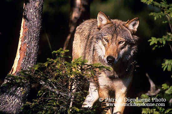 Loup d'Europe - European Wolf - 16650