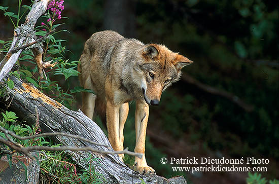 Loup d'Europe - European Wolf - 16653