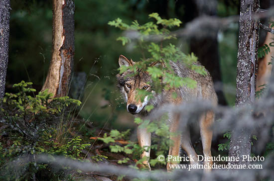 Loup d'Europe - European Wolf - 16654