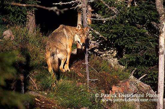 Loup d'Europe - European Wolf - 16657