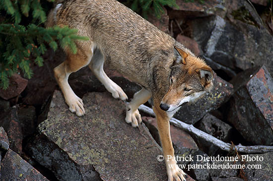 Loup d'Europe - European Wolf - 16659
