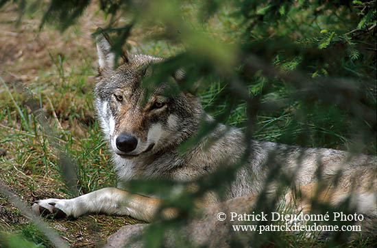 Loup d'Europe - European Wolf - 16660