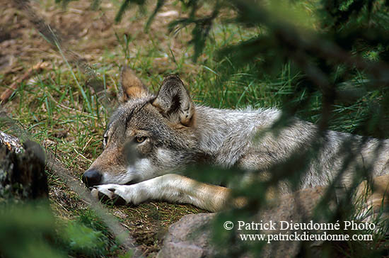 Loup d'Europe - European Wolf - 16661