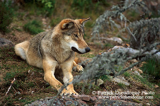 Loup d'Europe - European Wolf - 16662