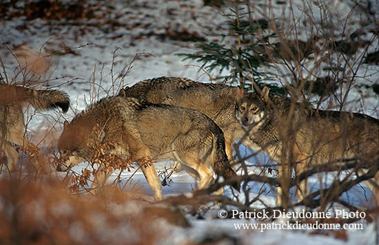 Loup d'Europe - European Wolf - 16663