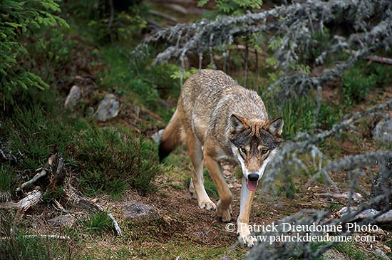 Loup d'Europe - European Wolf - 16664