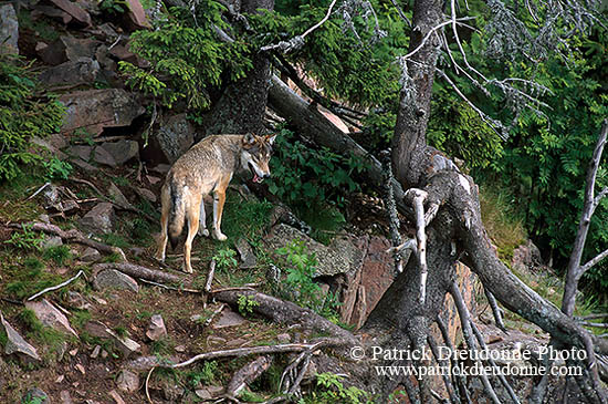 Loup d'Europe - European Wolf - 16665