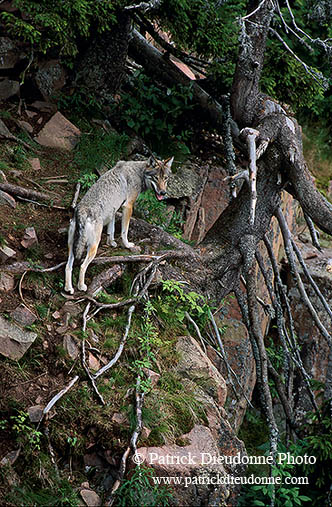 Loup d'Europe - European Wolf - 16667