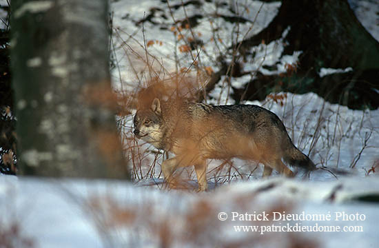 Loup d'Europe - European Wolf - 16668