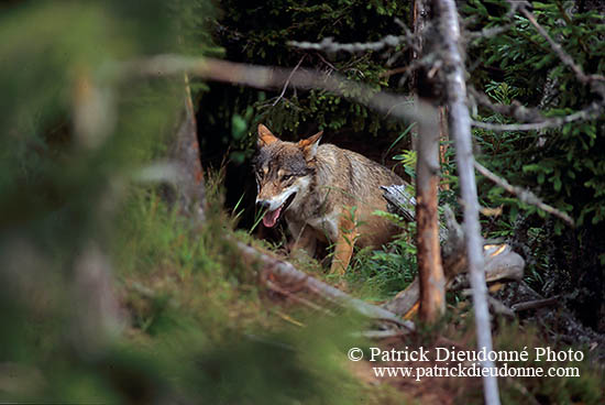 Loup d'Europe - European Wolf - 16669