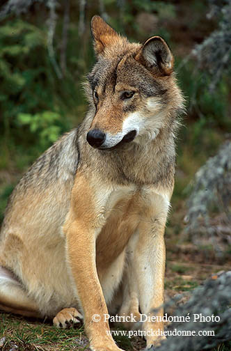 Loup d'Europe - European Wolf - 16670
