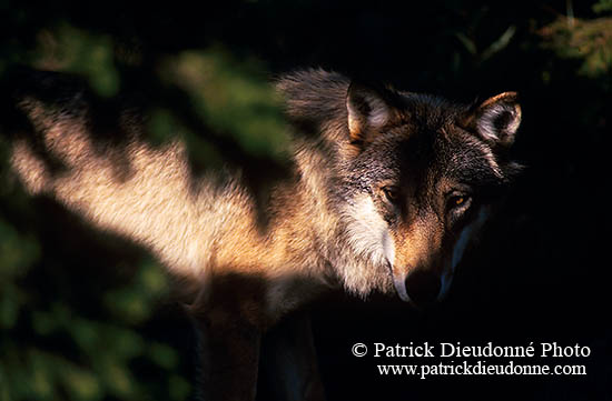 Loup d'Europe - European Wolf - 16671