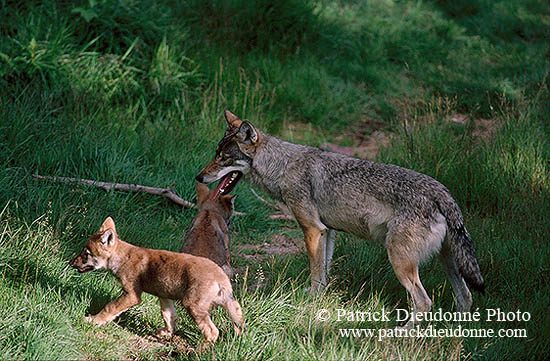 Loup d'Europe - European Wolf  - 16674