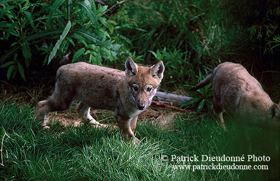 Loup d'Europe - European Wolf  - 16675